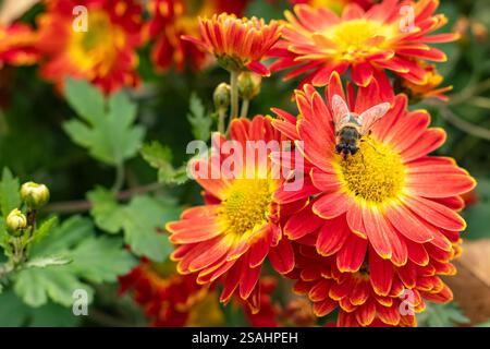 Nahaufnahme der roten Chrysanthemen-Blumen im Garten. Stockfoto