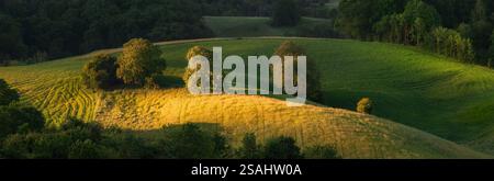 Panoramablick auf ein ländliches Paradies in herrlichem Sonnenlicht, mit Bäumen auf sanften Hügeln und Wiesen in schattigem Grün und sonnendurchflutetem Gelb Stockfoto
