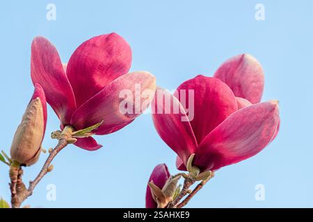 Leuchtende rosa Magnolienblüten blühen vor einem hellblauen Himmelhintergrund Stockfoto