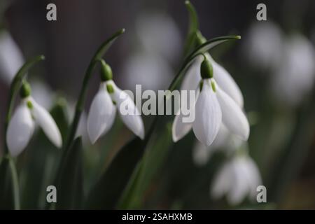 Schneeglöckchen im Frühling Nahaufnahme Stockfoto