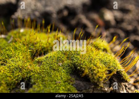 Schöne leuchtend grüne Moos aufgewachsen bedecken die rauen Steine und auf dem Boden im Wald. Mit Makroansicht anzeigen. Felsen voll von der Moosstruktur in na Stockfoto