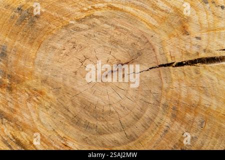 Idealer runder, abgeschnittener Baum mit Jahresringen und Rissen. Holzstruktur. Stockfoto