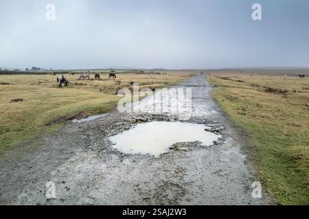 Eine raue Straße mit Schlaglöchern auf dem Davidstow Moor auf einem nebelverhangenen Bodmin Moor in Cornwall in Großbritannien. Stockfoto