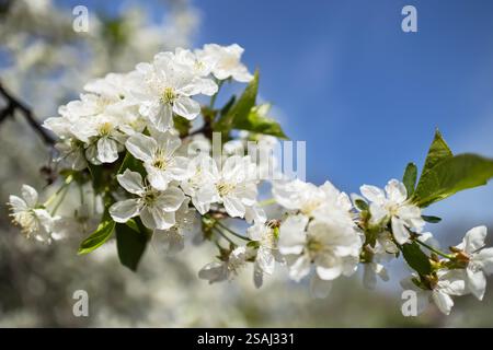 Nahaufnahme der Blüte auf einem blühenden Sandkirschbaum im Frühjahr. Stockfoto