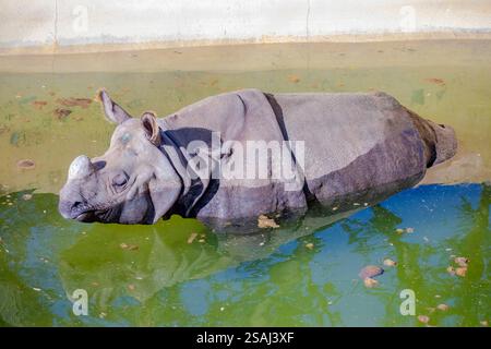 Indisches Nashorn (Rhinoceros unicornis) schläft im Teich. Es ist die zweitgrößte lebende Nashornart. Stockfoto