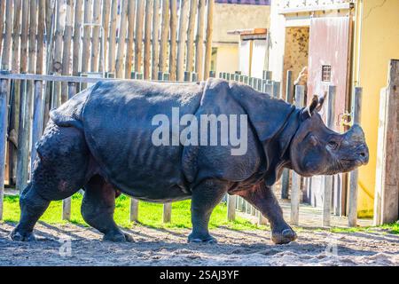 Das Nahbild des indischen Nashorns (Rhinoceros unicornis). Es ist die zweitgrößte lebende Nashornart. Stockfoto