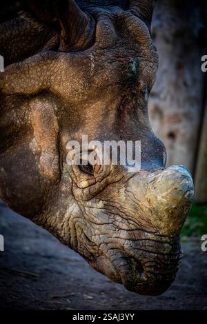 Das Nahbild des indischen Nashorns (Rhinoceros unicornis). Es ist die zweitgrößte lebende Nashornart. Stockfoto