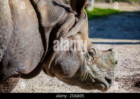 Das Nahbild des indischen Nashorns (Rhinoceros unicornis). Es ist die zweitgrößte lebende Nashornart. Stockfoto