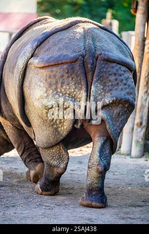 Das Nahbild des indischen Nashorns (Rhinoceros unicornis). Es ist die zweitgrößte lebende Nashornart. Stockfoto