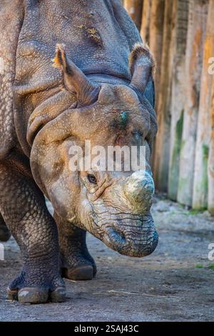 Das Nahbild des indischen Nashorns (Rhinoceros unicornis). Es ist die zweitgrößte lebende Nashornart. Stockfoto