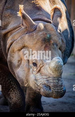 Das Nahbild des indischen Nashorns (Rhinoceros unicornis). Es ist die zweitgrößte lebende Nashornart. Stockfoto