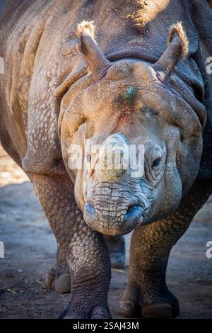 Das Nahbild des indischen Nashorns (Rhinoceros unicornis). Es ist die zweitgrößte lebende Nashornart. Stockfoto