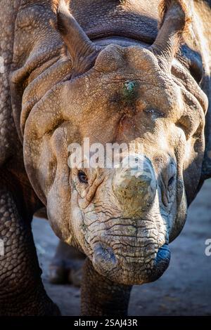 Das Nahbild des indischen Nashorns (Rhinoceros unicornis). Es ist die zweitgrößte lebende Nashornart. Stockfoto