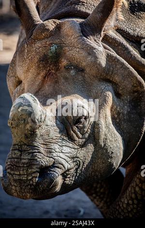 Das Nahbild des indischen Nashorns (Rhinoceros unicornis). Es ist die zweitgrößte lebende Nashornart. Stockfoto