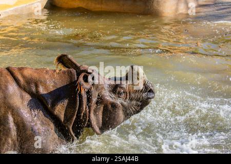 Indisches Nashorn (Rhinoceros unicornis) schwimmt im Teich. Es ist die zweitgrößte lebende Nashornart. Stockfoto