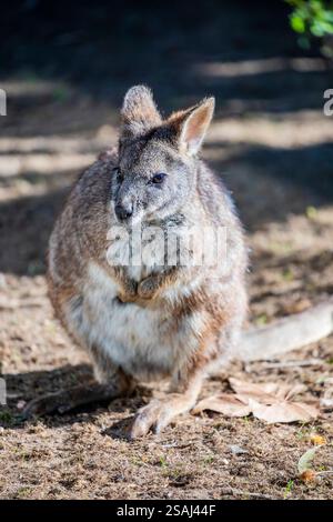 Das Parma wallaby (Notamacropus parma) ist ein kleines, schüchternes Beuteltier aus dem Osten Australiens. Er hat ein rötlich-braunes Fell mit einem blassen Bauch Stockfoto
