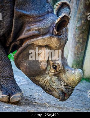 Das Nahbild des indischen Nashorns (Rhinoceros unicornis). Es ist die zweitgrößte lebende Nashornart. Stockfoto