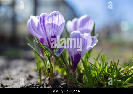 Wilde purpurrote Krokusse blühen in ihrer natürlichen Umgebung im Wald. Crocus heuffelianus. Stockfoto