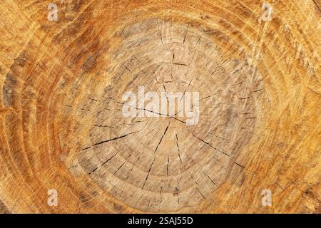Idealer runder, abgeschnittener Baum mit Jahresringen und Rissen. Holzstruktur. Stockfoto