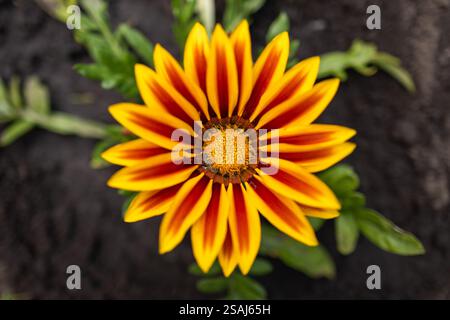 Gelbe Gazania oder Schatzblume in voller Blüte, Gazania rigens, Stockfoto