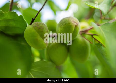 Grüne Aprikose, die auf einem Baum wächst. Die Früchte Reifen im Sommer. Aprikosenzweig mit unreifer Aprikose. Stockfoto
