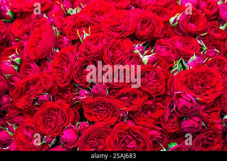 Bouquet frischer roter Rosen. Farbenfroher Blumenhintergrund. Stockfoto