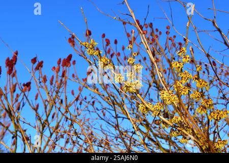 Hexe Hazel und Sumac Stockfoto