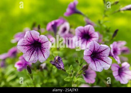 Blumenanordnung violetter Petunien mit dunklen Adern und weißer calibrachoa im Garten. Stockfoto