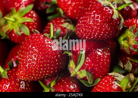 Hintergrund aus frisch geernteten Erdbeeren, direkt oberhalb. Stockfoto