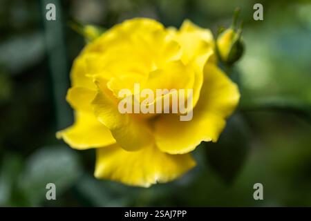 Aprikosengelbe englische Strauchrose Rosa Crown Princess Margareta blüht im Juni in einem Garten. Stockfoto