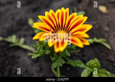 Gelbe Gazania oder Schatzblume in voller Blüte, Gazania rigens, Stockfoto