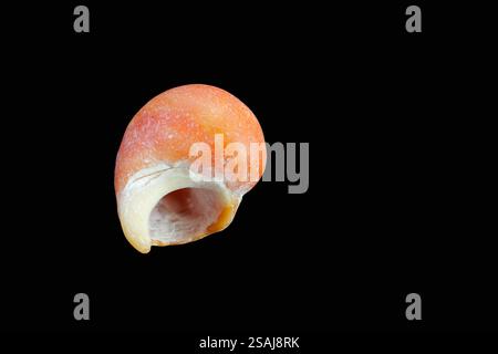 Nahaufnahme einer orangefarbenen und weißen Periwinkle-Schale, von der Unterseite auf schwarzem Hintergrund gesehen. Stockfoto