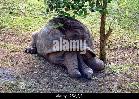 Aldabra Riesenschildkröte auf Mauritius Stockfoto