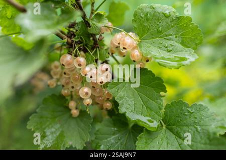 Reife weiße Johannisbeeren an einem Johannisbeerbusch im Sommer. Stockfoto