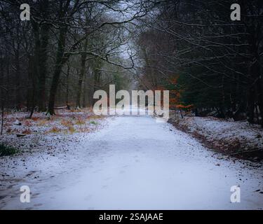 Ein schneebedeckter Pfad führt durch den Wald Stockfoto