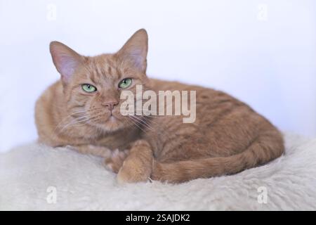 Niedliche orangene Katze, die auf einer Fleecedecke liegt und vor der Kamera curoius sieht. Stockfoto