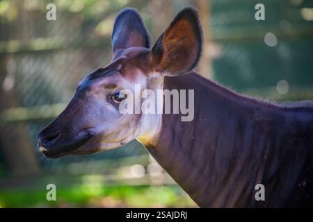 Ein wunderschönes Okapi (Okapia johnstoni). Ein Artiodactyl-Säugetier, das im Nordosten der Demokratischen Republik Kongo in Zentralafrika beheimatet ist. Stockfoto