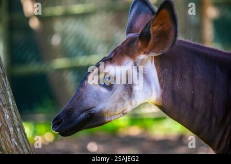 Ein wunderschönes Okapi (Okapia johnstoni). Ein Artiodactyl-Säugetier, das im Nordosten der Demokratischen Republik Kongo in Zentralafrika beheimatet ist. Stockfoto