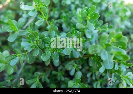 In der Natur wächst im Boden wie ein Unkraut Purslane Portulaca oleracea. Stockfoto