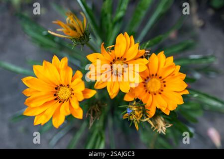 Nahaufnahme des Blumenstrauchs Gazania Tiger Stripes. Stockfoto
