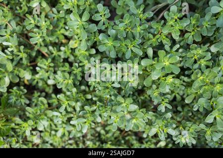 In der Natur wächst im Boden wie ein Unkraut Purslane Portulaca oleracea. Stockfoto