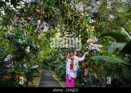 London, Großbritannien. 30. Januar 2025. Kew Personal mit einer wunderschönen Bogenschau. Das jährliche Orchideenfest von Kew Gardens im Princess of Wales Conservatory ist dieses Jahr eine Feier der Flora und Fauna Perus. Das Festival findet vom 1. Februar bis 2. März statt. Quelle: Imageplotter/Alamy Live News Stockfoto