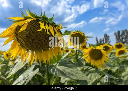 Sonniges Sonnenblumenfeld. Endlos blühendes Sonnenblumenfeld. Stockfoto