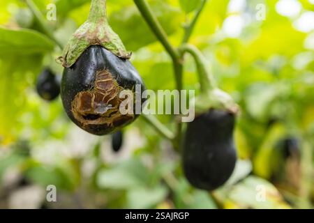 Verfaulte Auberginen auf einem Baum im Garten. Stockfoto