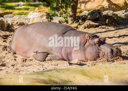 Ein schlafendes Nilpferd ruht friedlich im ruhigen Teich. Flusspferde sind trotz ihrer Größe ausgezeichnete Schwimmer. Stockfoto