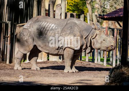 Das Nahbild des indischen Nashorns (Rhinoceros unicornis). Es ist die zweitgrößte lebende Nashornart. Stockfoto
