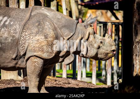 Das Nahbild des indischen Nashorns (Rhinoceros unicornis). Es ist die zweitgrößte lebende Nashornart. Stockfoto