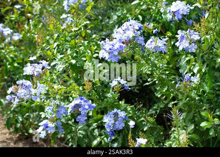 Ein Jasminstrauch mit blauen Blüten an einem sonnigen Tag Stockfoto