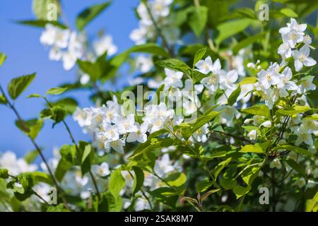 Weiße Jasminblüten sind auf Ästen unter klarem blauem Himmel, Nahaufnahme mit selektivem Weichfokus Stockfoto