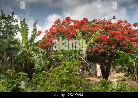 Afrika Tansania, Sansibar, Ostküste, Matemwe, Flame Tree, Brachychiton acerifolius, in der Blüte Stockfoto